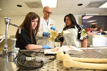 Doctor and med students looking at model skeleton in lab