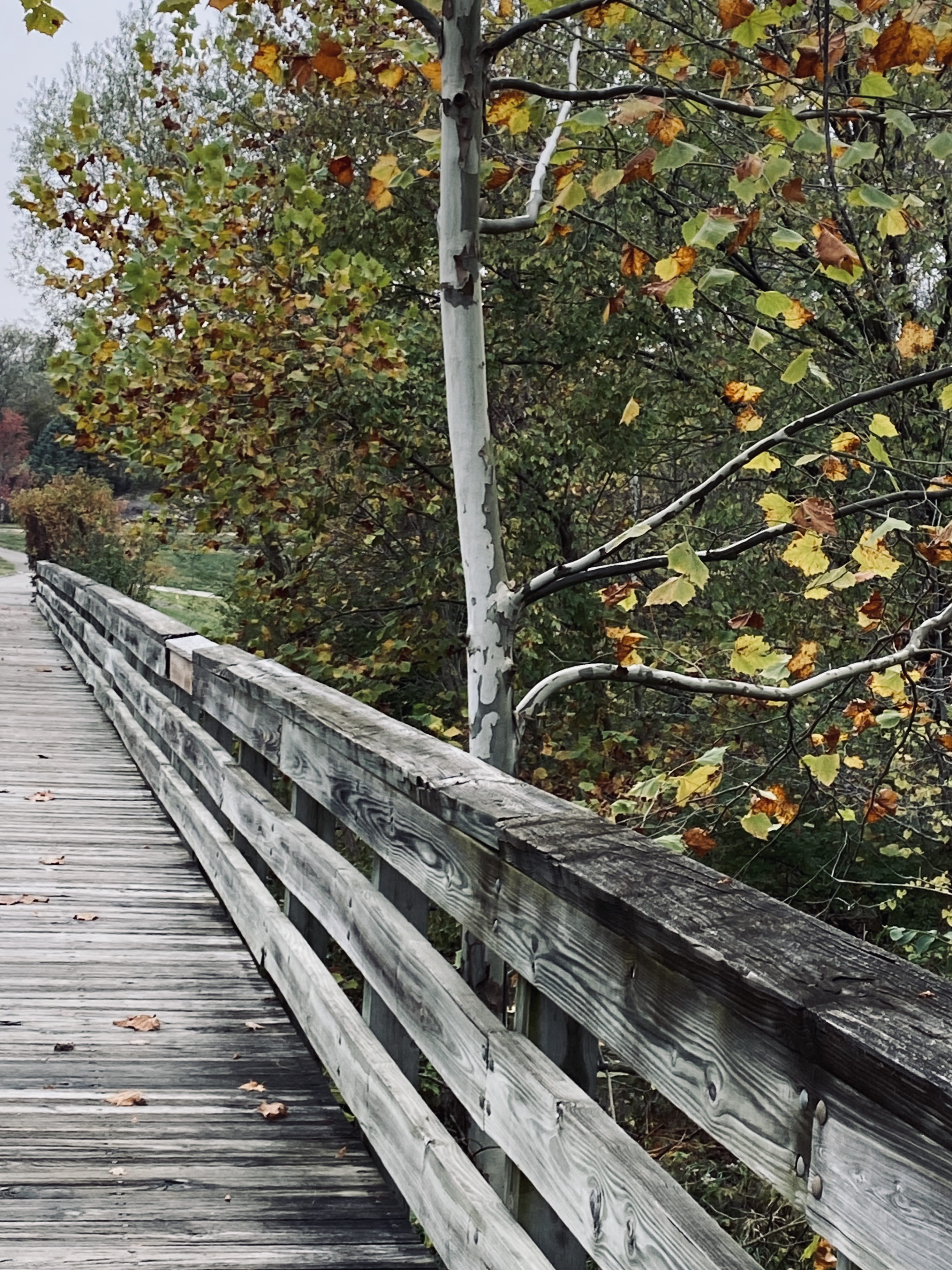 Jen Hartwell submission to Sharing Joy Project