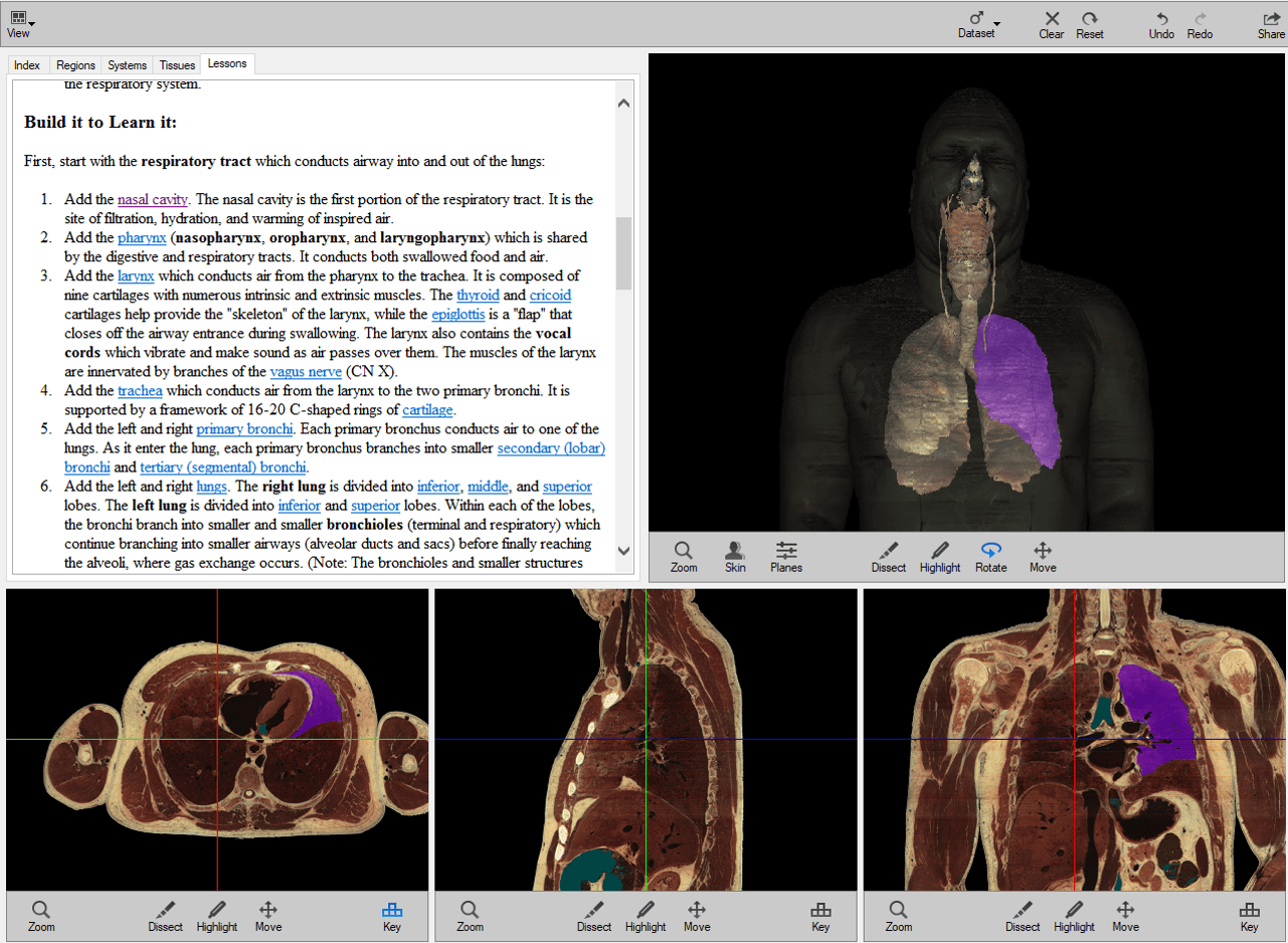 Screen capture of Virtual Human Dissector