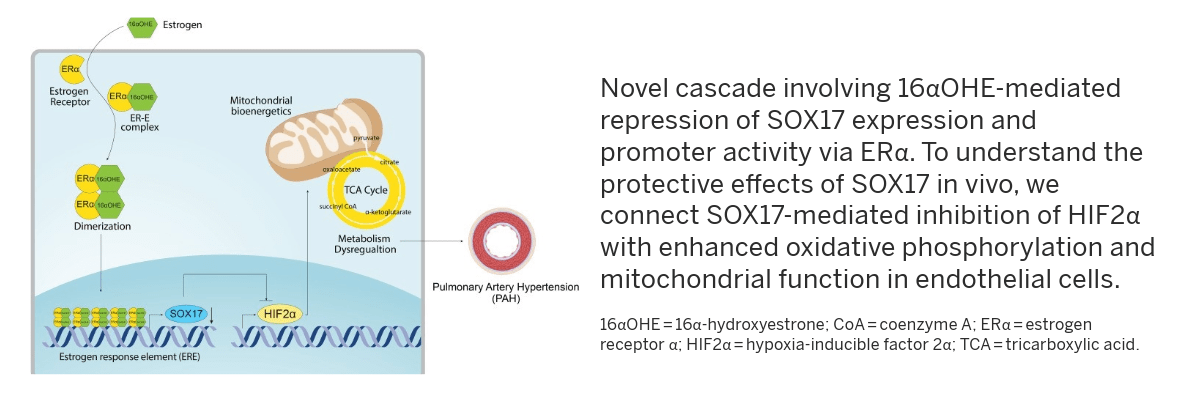 This figure illustrates the mediated repression of SOX17. To understand the protective effects of SOX17 in vivo, we connect SOX17-mediated inhitibition of HIF2a with enhanced oxidative phosphorylation and mitochondrial function in endothelial cells.