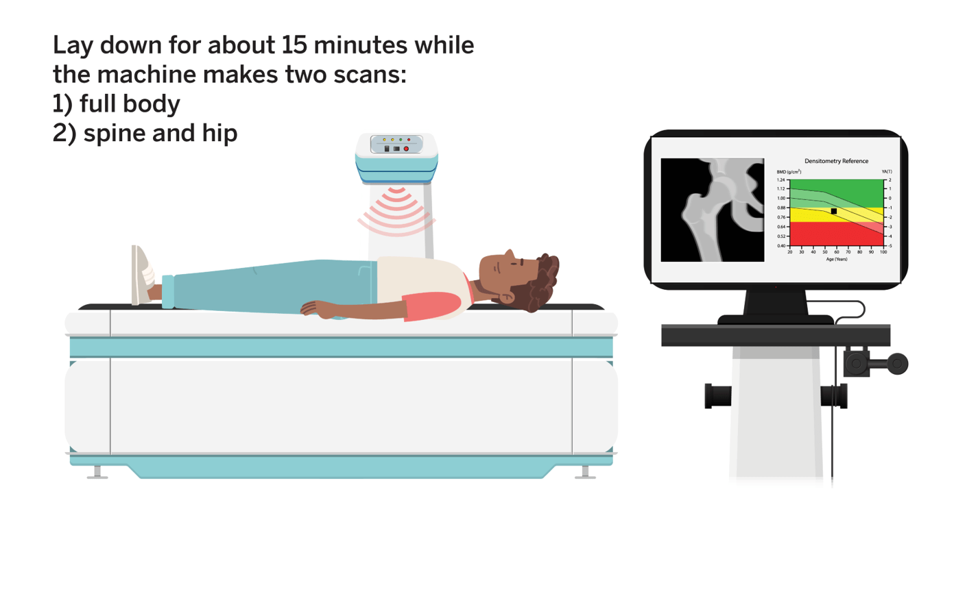 an illustration shows a person laying on a padded table while a machine scans their body. A monitor shows the read-out of bone density. Text reads "lay down for about 15 minutes while the machine makes two scans: full body, and hip and spine"