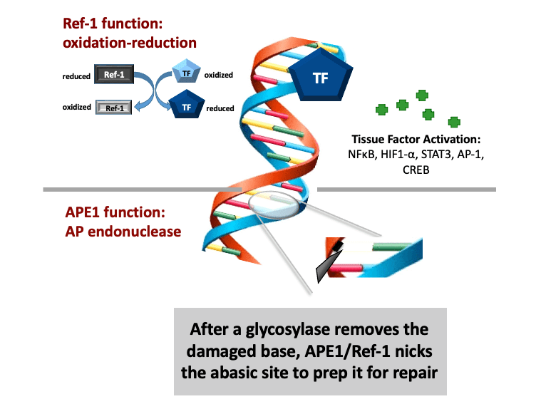Scientific graphic showcasing Mark Kelley Lab research