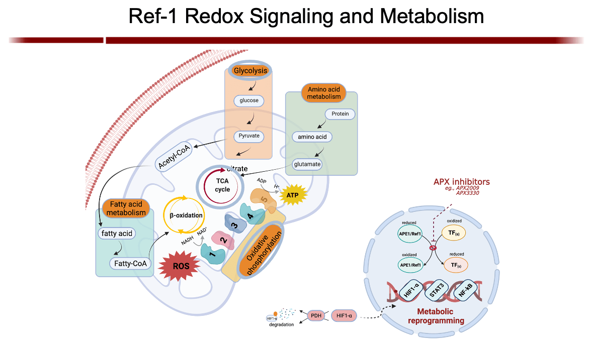 Scientific graphic showing research findings from Mark Kelley, MS, PhD