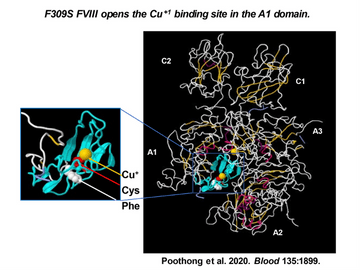 Overcoming FVIII protein misfolding and cell toxicity