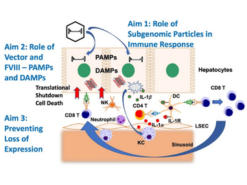 Mechanisms of Innate and Adaptive Immune Responses to AAV-FVIII Gene Transfer
