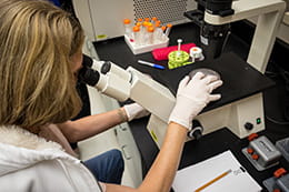 Researcher in the lab looking into a microscope