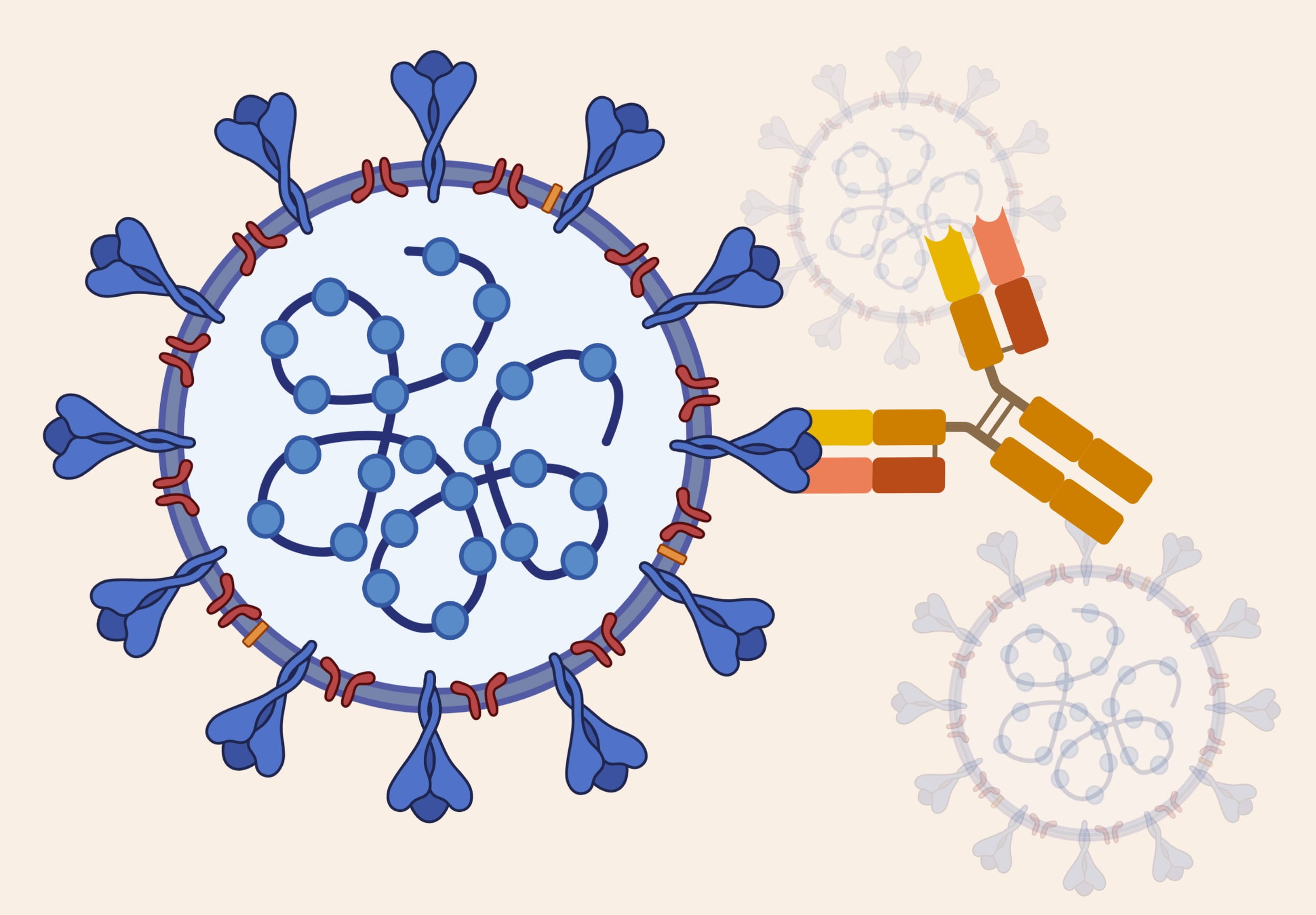 DISCOVER covid-19 antibody study