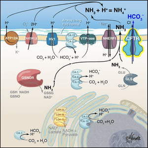 Scientific graphic depicting the mapping of pH regulatory mechanisms in the human airway epithelium via unpublished research from Davis, Marozkina and Ferrante.