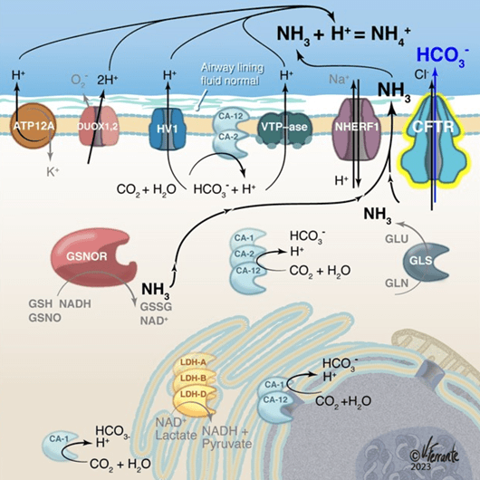 scientific graphic showcasing the Gaston Lab's project 2 research