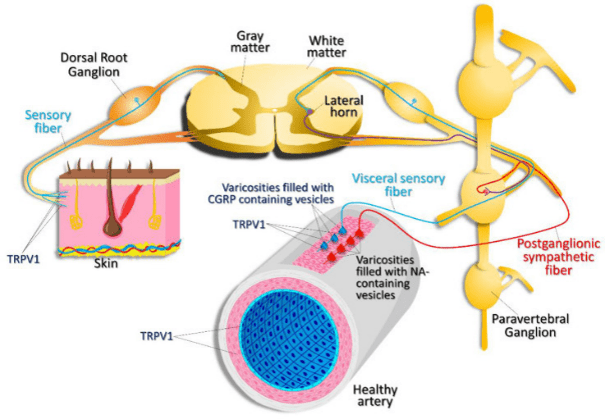 a graphic showing the expression pattern of TRPV1