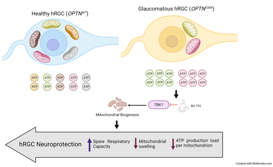 graphic showing how restoring mitochondrial homeostasis in the diseased neurons can protect the optic nerve cells from being damaged