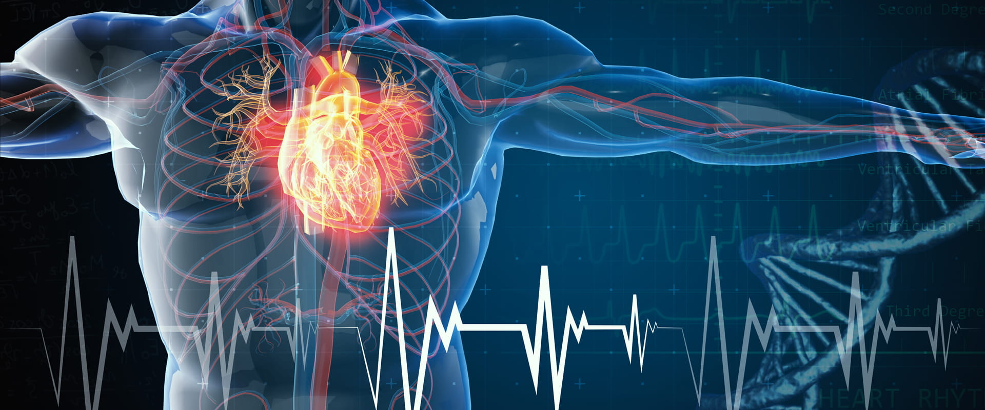 Blue Gray Background with digital image of skeleton and heart