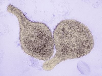 MG cell