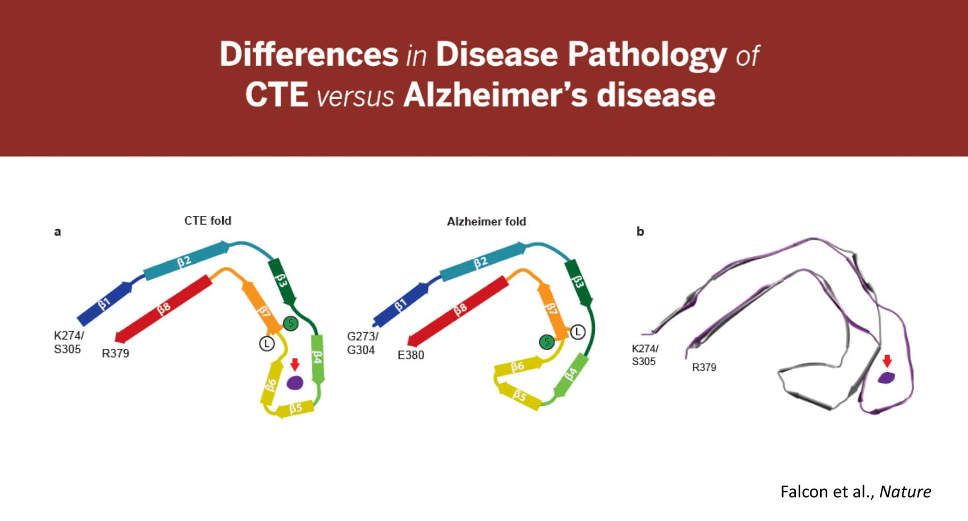 Differences in tau structures of CTE and AD