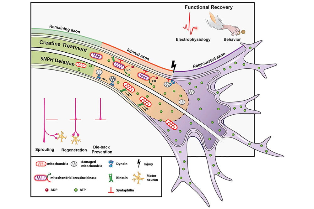 a graphic shows the flow of energy to boost recovery in spinal nerve damage