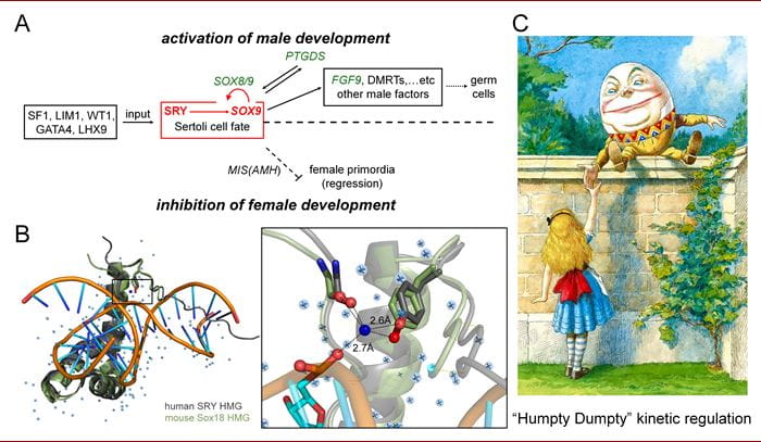 “Humpty-Dumpty” model of kinetic regulation of human SRY “Humpty-Dumpty” model of kinetic regulation of human SRY