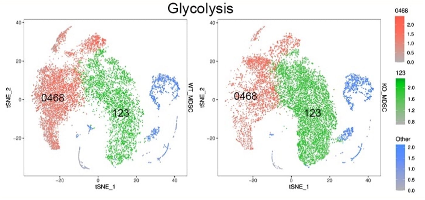 A t-SNE plot visualizing clusters of data points in a study on glycolysis.