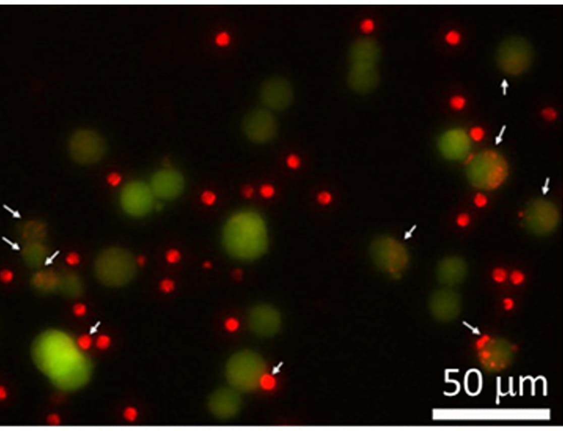 A microscopy image displaying green and red fluorescence dots with arrows pointing to specific areas of overlap. The scale bar indicates 50 micrometers, and the image suggests a focus on colocalization or cellular interactions.